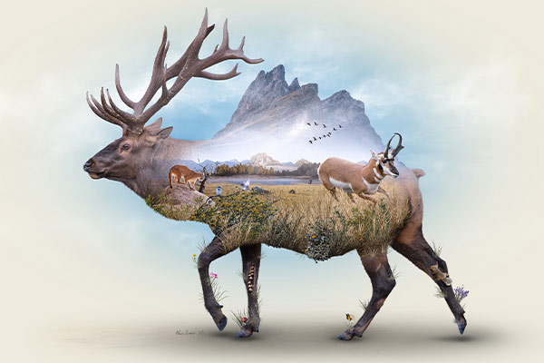 Commissioned artwork created for a non-profit organization